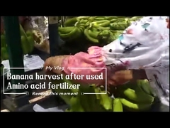 水溶性カルシウムアミノ酸キレート15% バナナの木用肥料