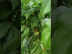 ハイ窒素液体アミノ酸 植物肥料 灌?? システムサポート