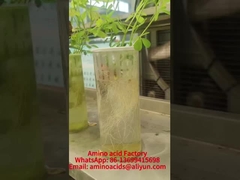 マンガン アミノ 酸 結晶 鉱物 は リン素 の 吸収 を 促進 する