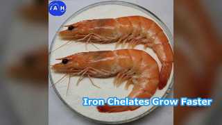 飼料の鉄アミノ酸キレートが動物の成長を促進