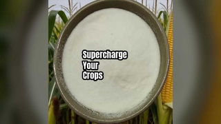 ブーストクロップのアミノ酸パウダー収量 80%