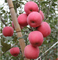 カリウム肥料はアントシアニンの蓄積を促進し、リンゴ果実の赤い色